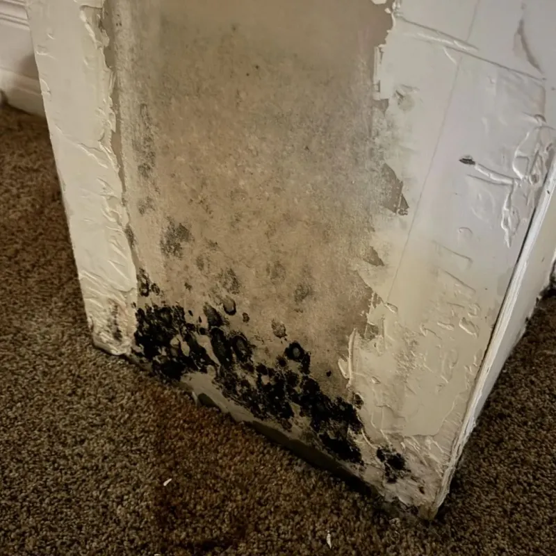 Professional Mold Removal in San Bernardino County, CA